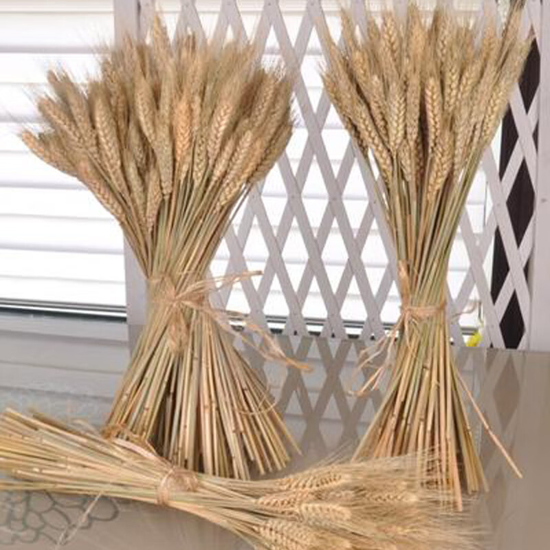 天然麦穗干花装饰田园水稻穗高粱穗小米穗大麦丰收节道具开业插花 酒