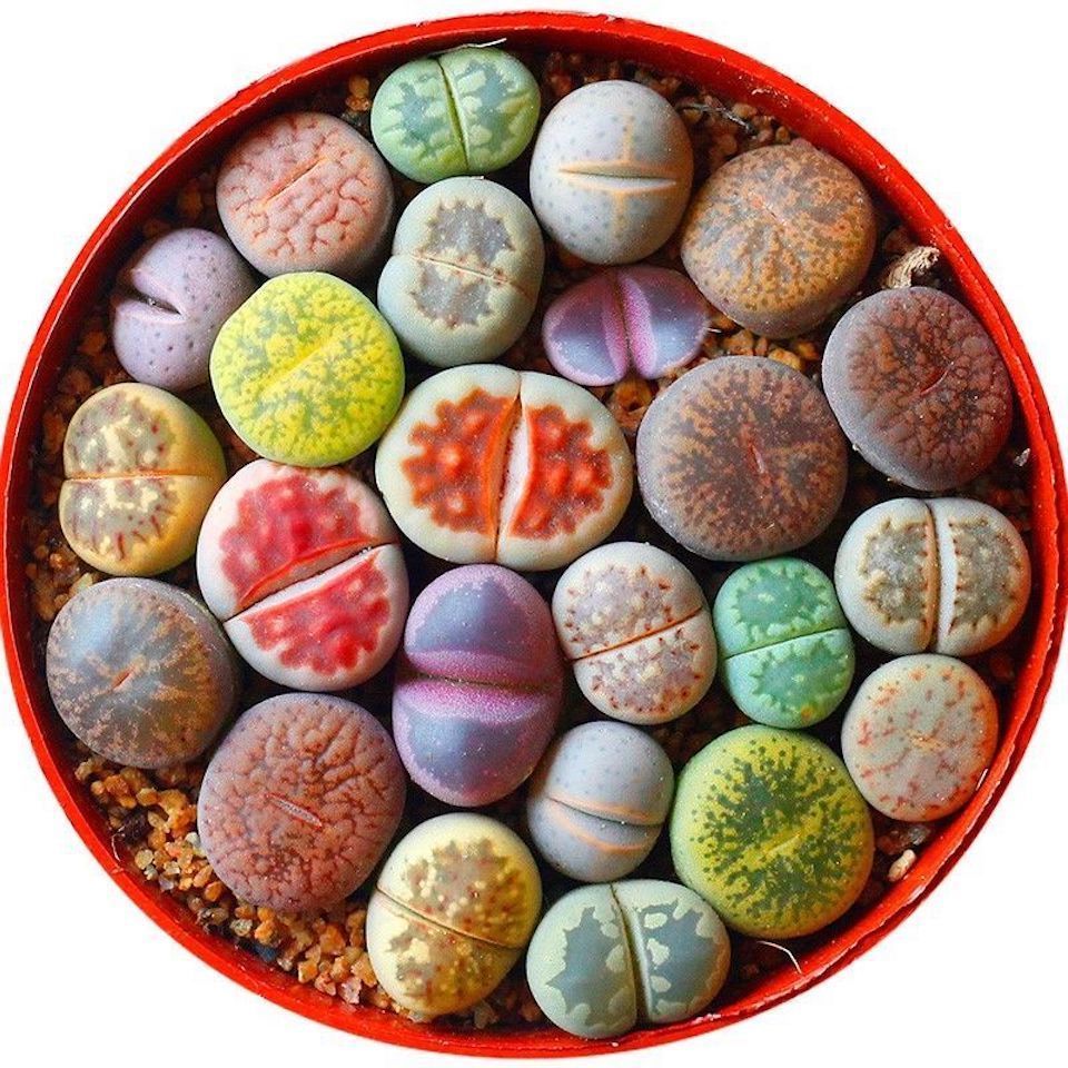 【精选绿植】生石花批发肉锥毛汉尼鸽子蛋灯泡口笛母本屁屁花多肉植物