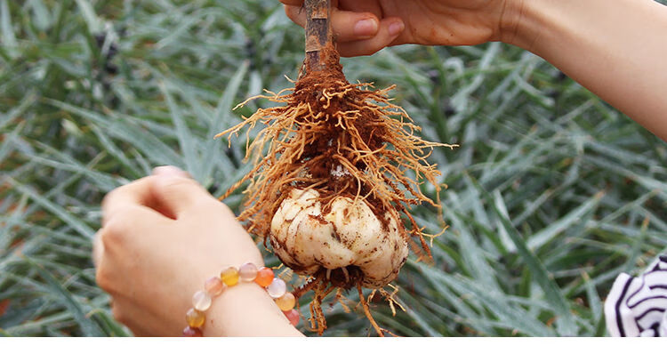 现货速发宜兴百合新鲜百合微苦全国坏单包赔新鲜百合五斤大百合共15个