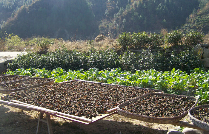 大别山脉冬季新黑木耳 肉厚 冬木耳干货 250g