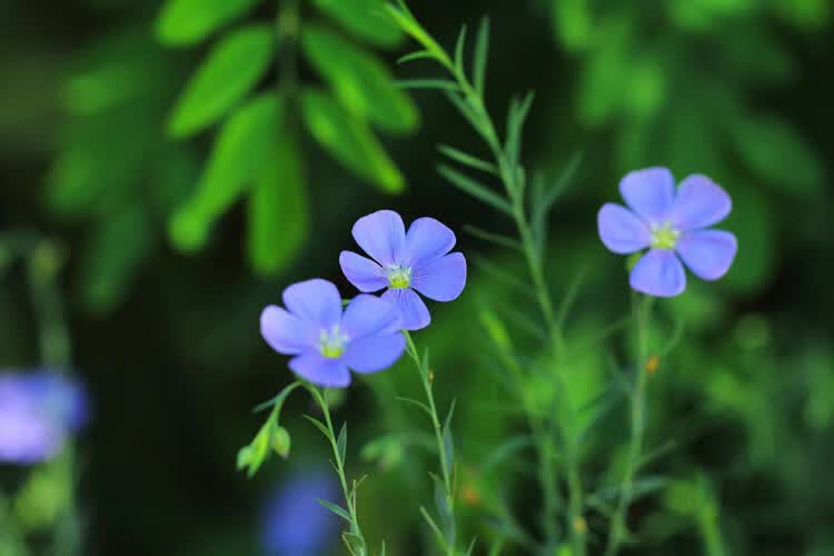 兰花亚麻花种子四季易种阳台庭院室内外花卉盆栽植物吊兰花种籽楚风汉