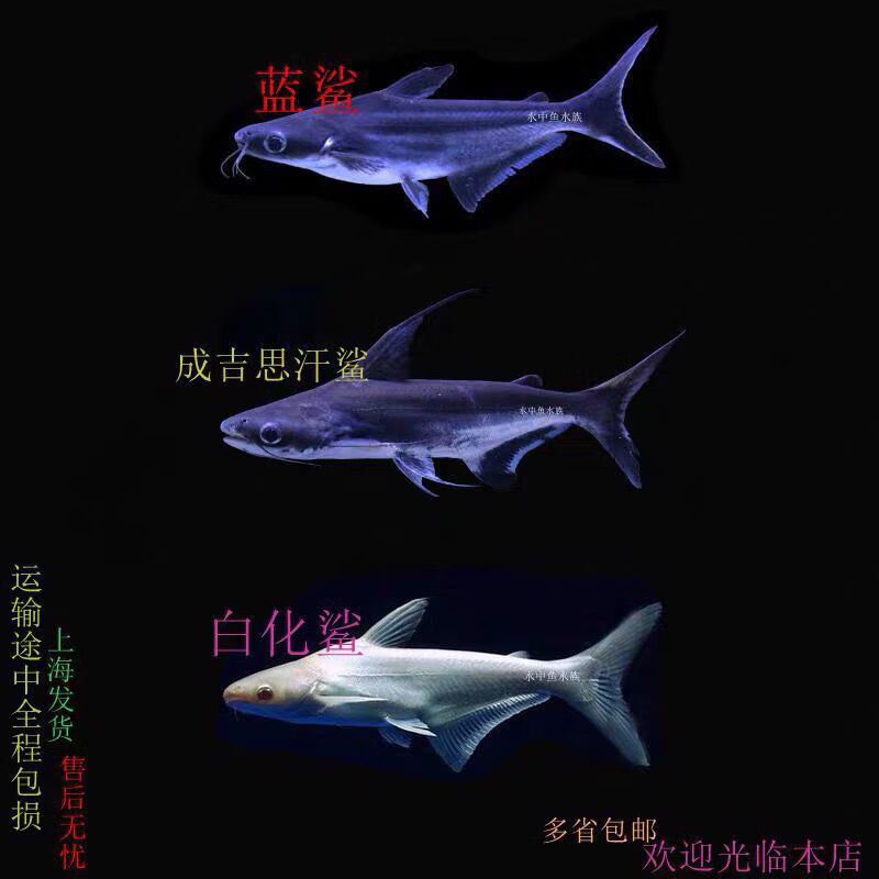 淡水鲨鱼有几种图片图片