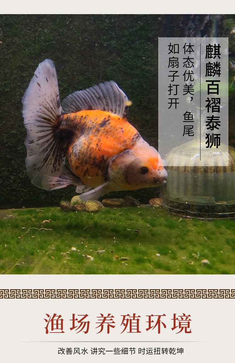 荣郁进口精品f1原种麒麟百褶宽尾泰狮鱼金鱼活体狮子头冷水淡水鱼 5