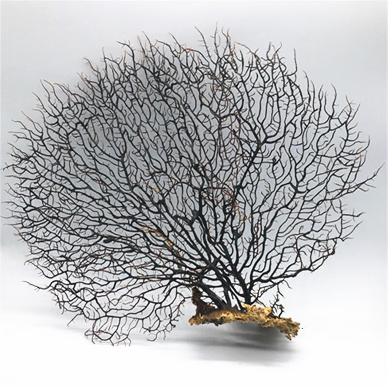 珊瑚树红海柳海铁树海底珊瑚黑铁树鱼缸细珊瑚装饰品微景观海树摆件