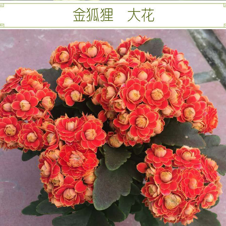 金狐狸巴黎长寿花盆栽好养活重瓣花卉带花苞绿植阳台植物四季开花