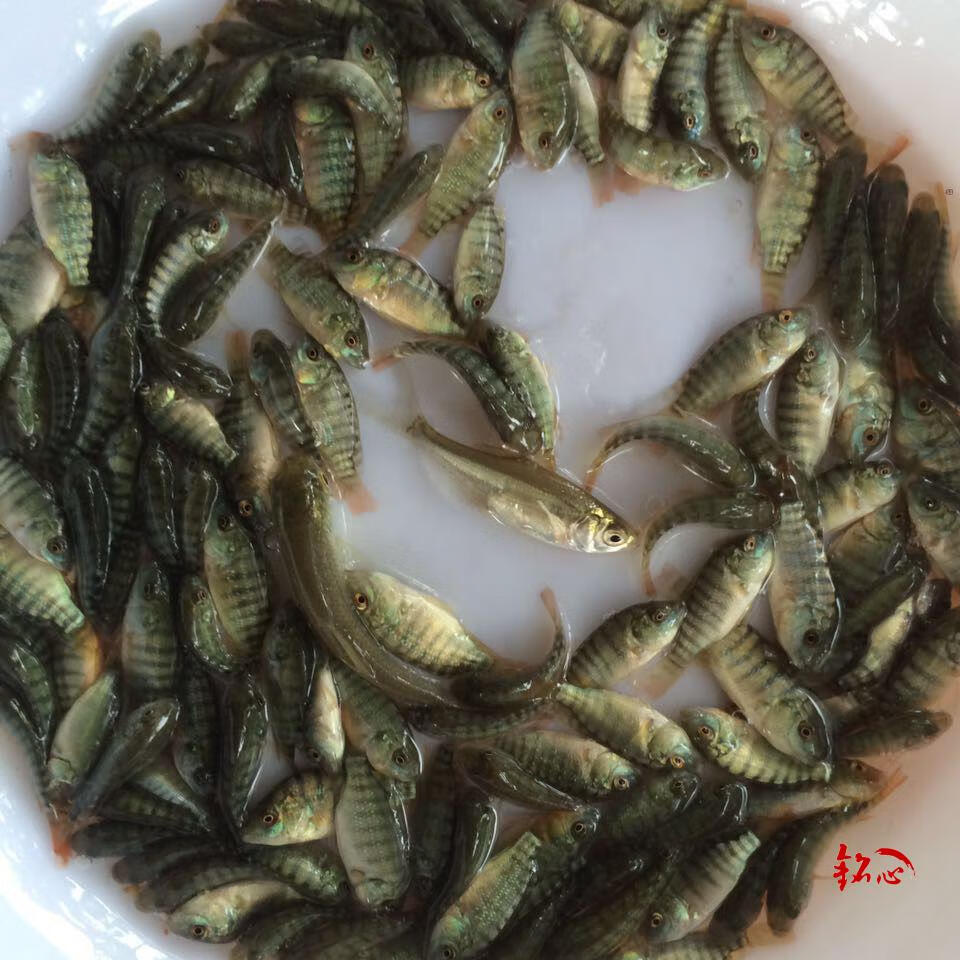 脆肉羅非魚苗 脆羅非魚苗 快大羅非魚苗 羅非魚苗 淡水魚苗活體 脆