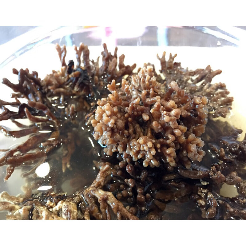 福建武夷山农家特产猫爪菇龙爪菇菌香菇干货新鲜鹿茸菇