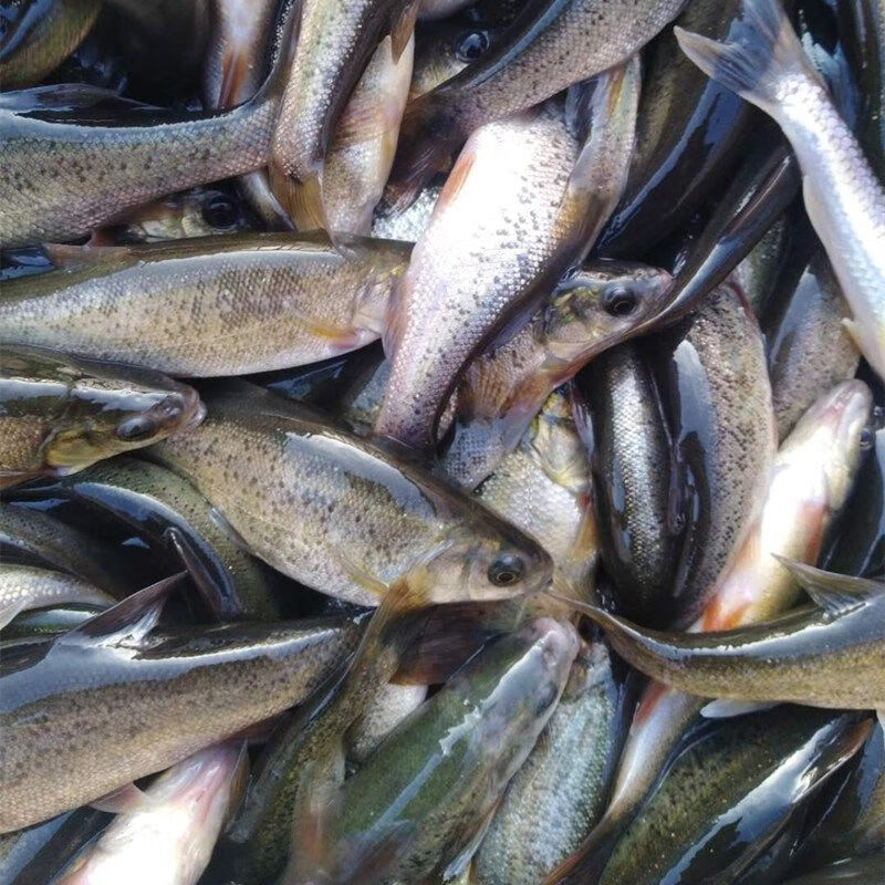 黑龙江特产淡水鱼野生鲜活柳根鱼红赤子小杂鱼 3斤小号野生柳根鱼每斤