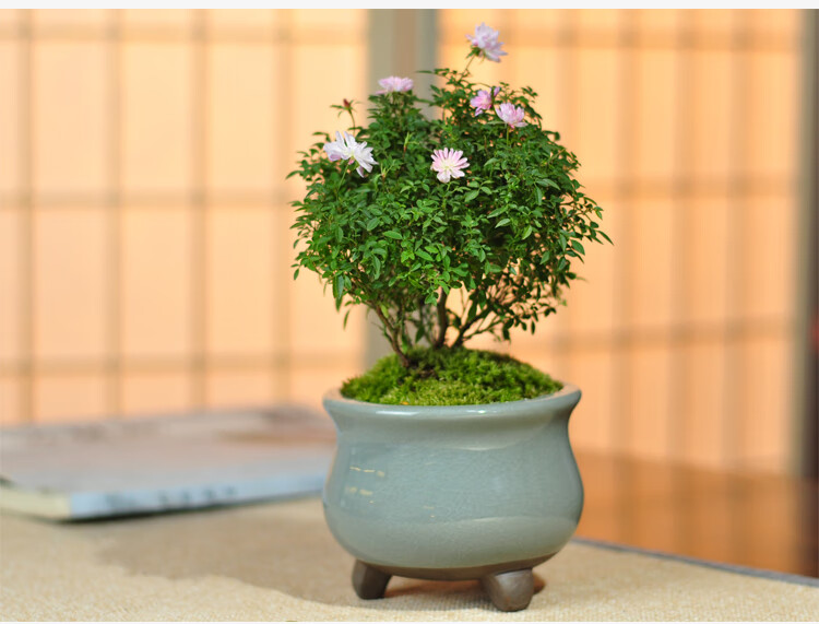 姬月季蔷薇迷你微盆景室内阳台桌面四季花开盆栽花卉 青瓷a款 带盆栽