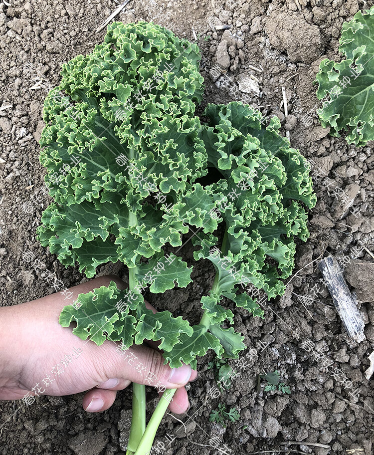 特色羽衣甘藍種子春季秋季蔬菜籽陽臺盆栽大田易種耐寒多次採收羽衣