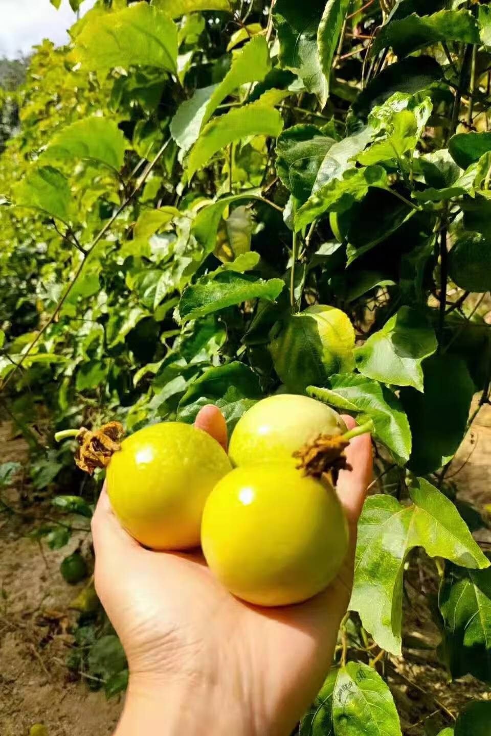 年货精选海南黄金百香果批发孕妇水果零食应季新鲜黄色黄皮鸡蛋果整箱