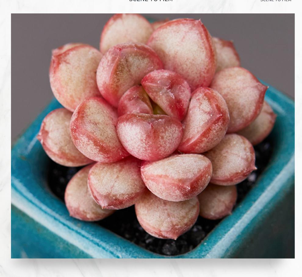 葡萄多肉植物单头34cm个性肉肉植物办公室盆栽葡萄单头34cm裸根不带土