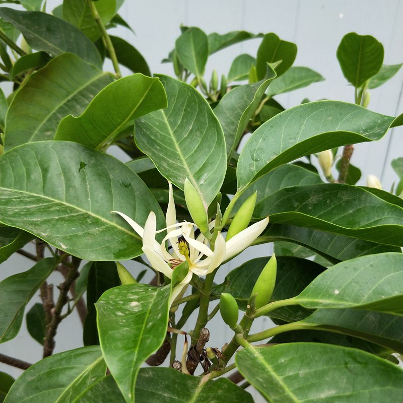 白兰花树苗盆栽黄兰黄角兰黄桷兰植物浓香绿植花卉当年开花大苗 黄兰7