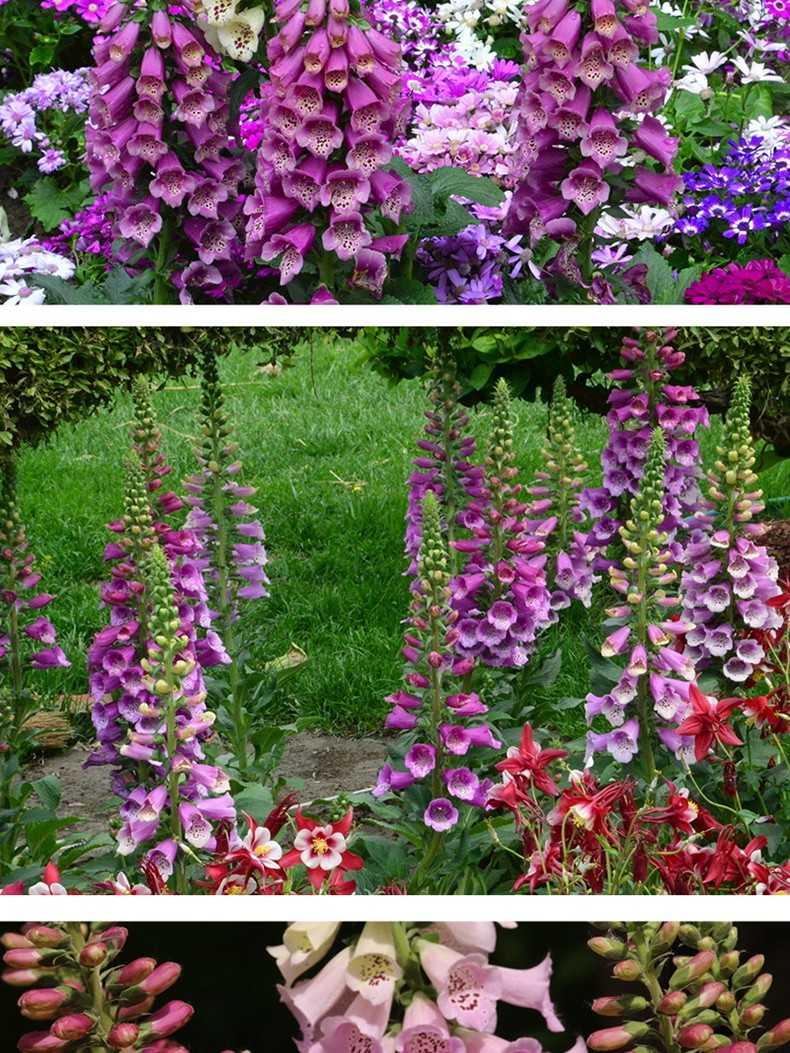 帅轩指顶花吊钟花四季易种庭院花籽绿化草花多年生花草种子简雪毛地黄