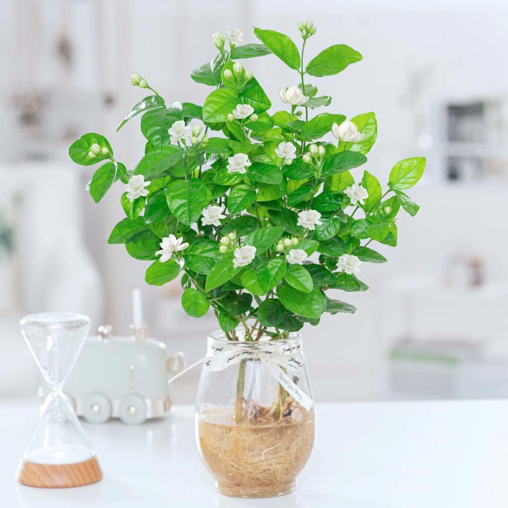现货现发水培茉莉花室内绿植花卉盆栽易活四季水培养植物四季好养花