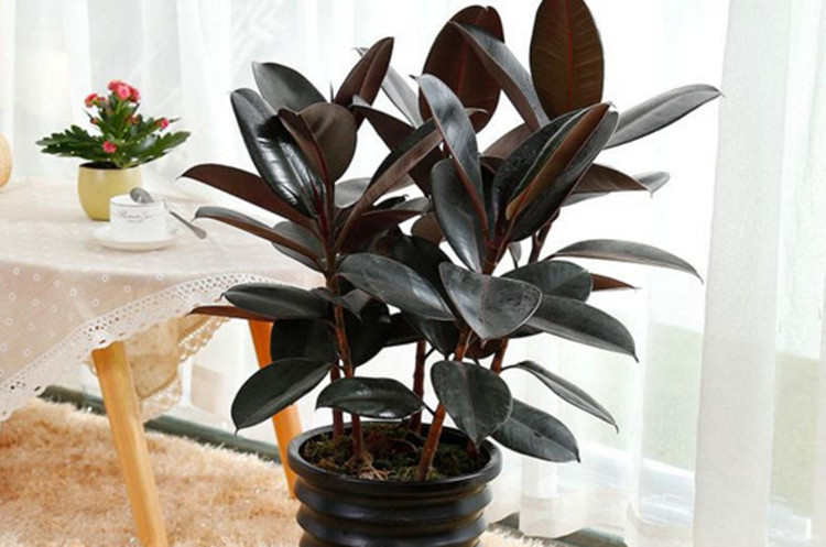 北欧ins风植物橡皮树活的黑金刚橡皮树盆栽大型绿植物客厅室内北欧风