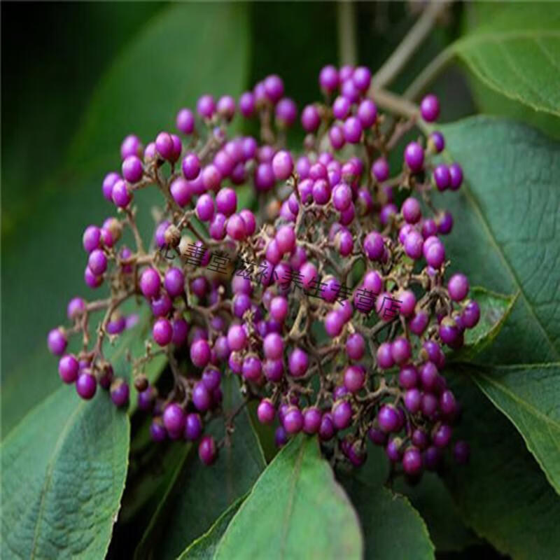 中药材紫珠子裸花紫珠自然晒干100克