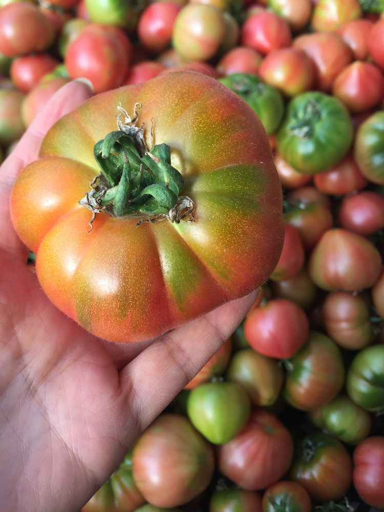 草莓柿子大连旅顺特产自然熟孕妇生吃水果绿腚西红柿碱地铁皮柿子3斤