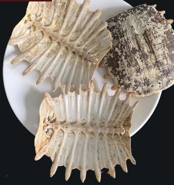 中药材龟板鳖甲野生龟板粉龟甲鬼壳乌龟壳天然旱龟板龟板250克货图