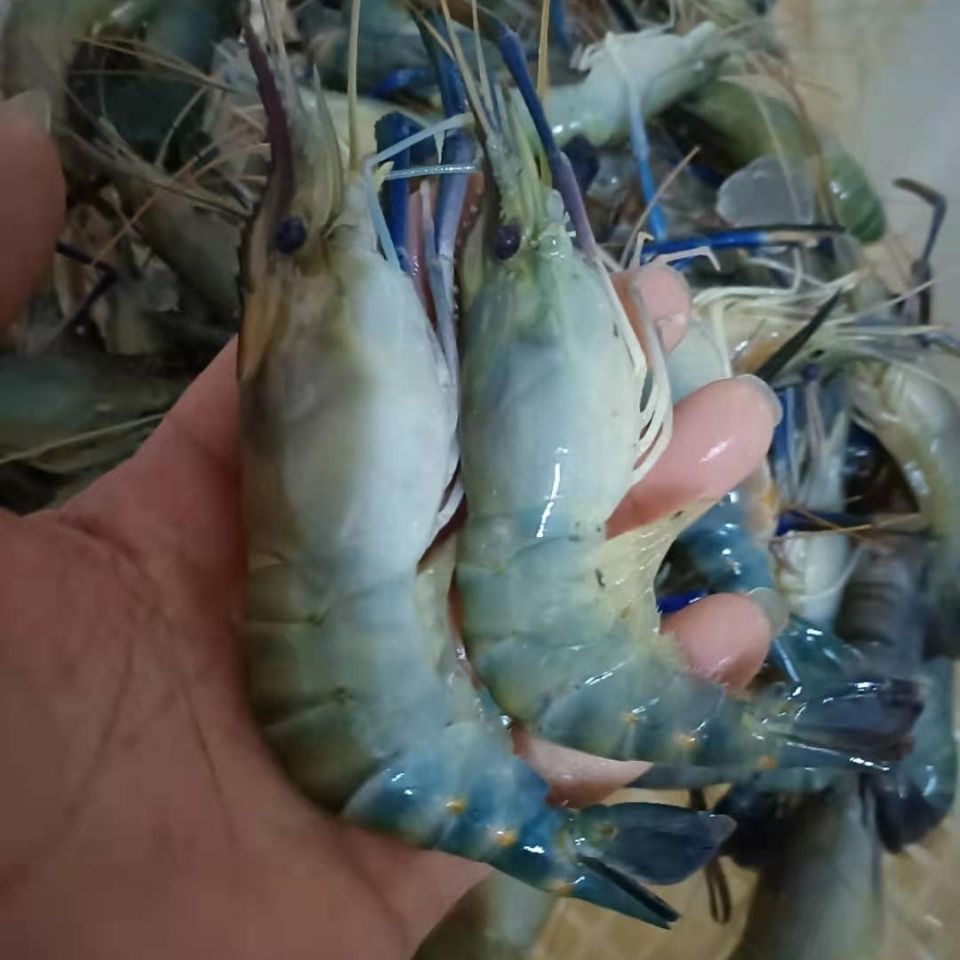 罗氏虾大头虾大河虾新鲜活虾速冻罗氏虾火锅海鲜 特