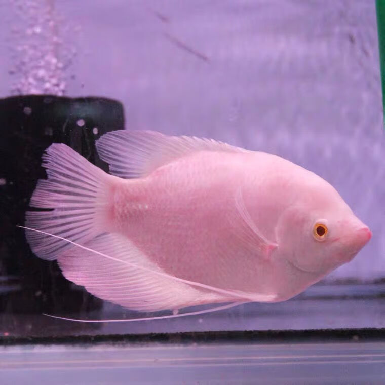 热带观赏鱼活体黑眼红眼鱼战船鱼大中型淡水鱼古代战舰风水鱼精品红眼