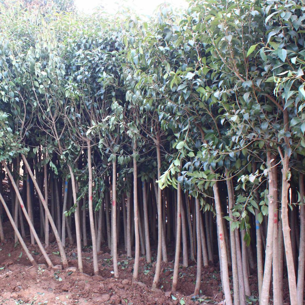 大叶女贞苗树桩大叶女贞工程苗占地苗四季常青南北方种植耐寒耐冻易