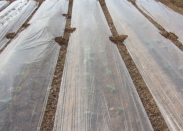 博天农用地膜种植纸白膜地摸薄膜溥膜加厚白色塑料透明种菜地膜一白