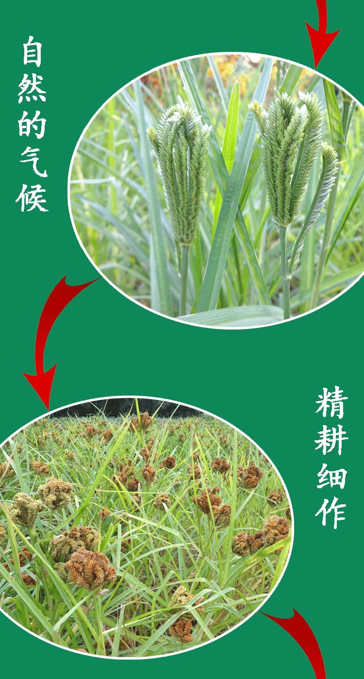 广西特产新鲜陈粟米粟粉龙爪粟鸭脚粟拳头粟粄狗尾粟䅟粑五谷杂粮3斤