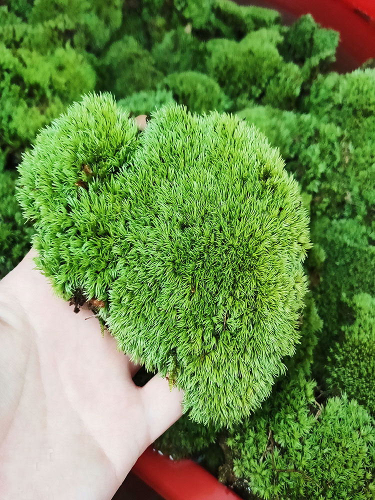 青苔藓青苔苔藓植物鲜活假山水陆雨林缸 盆景造景铺面diy白发藓-融暖