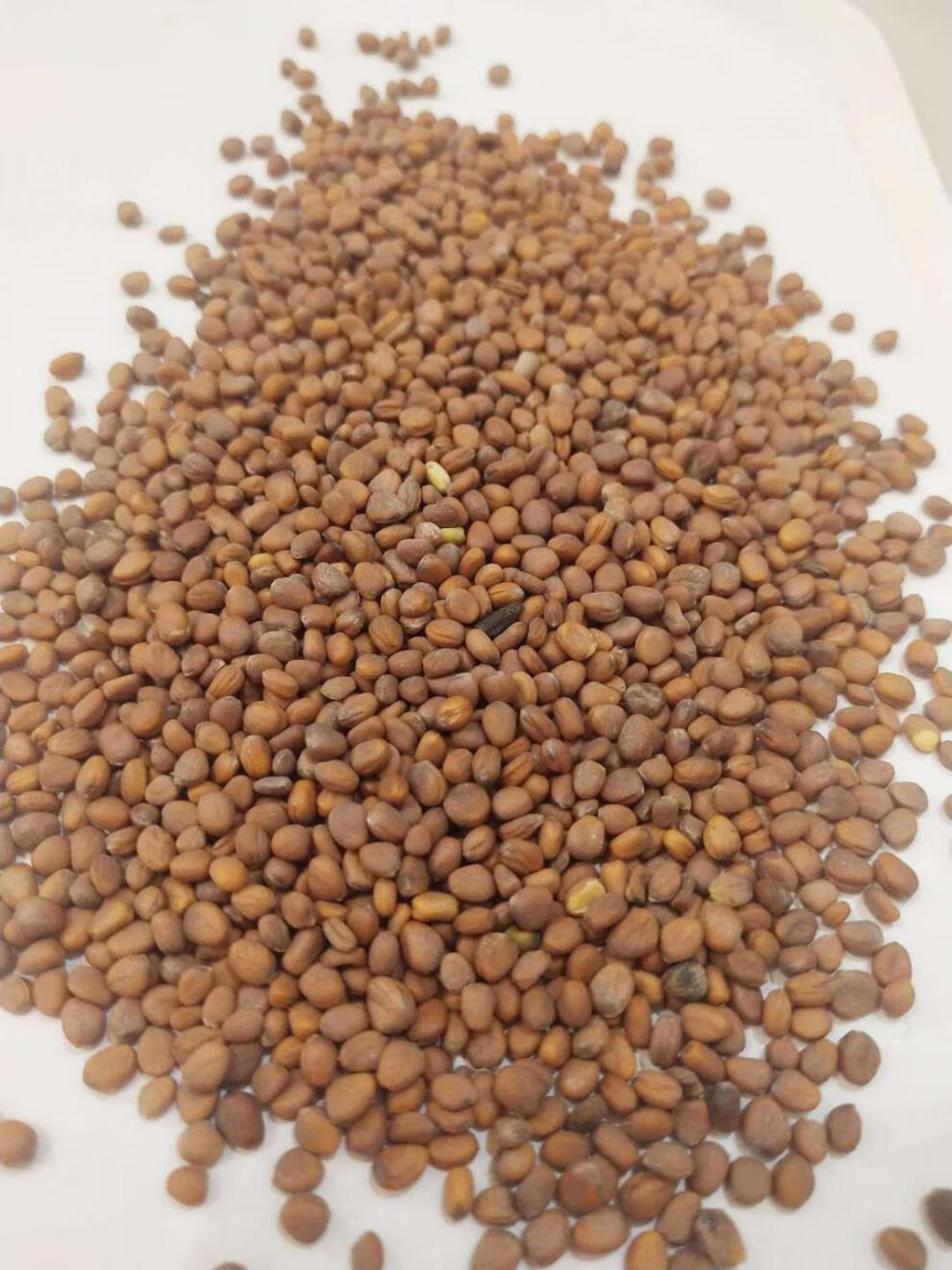 四季速生萝卜苗种子七天可吃易种娃娃菜水培有机芽苗菜秋冬季菜籽萝卜