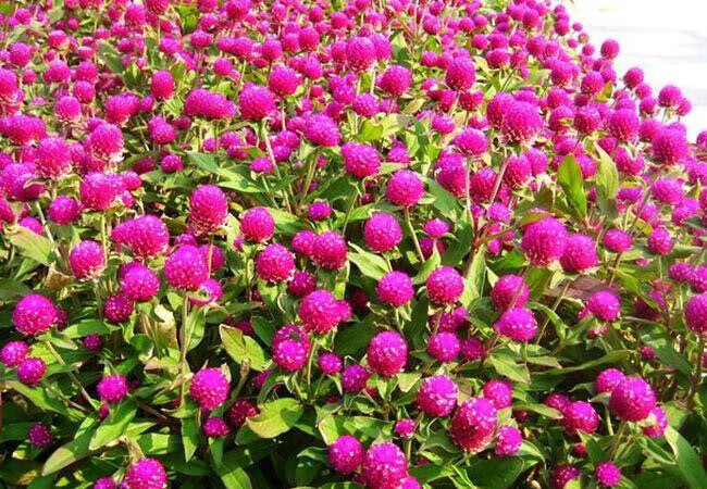 菜友混色花种子室外庭院景观绿化千日红花卉种籽盆栽易种千日粉 千日