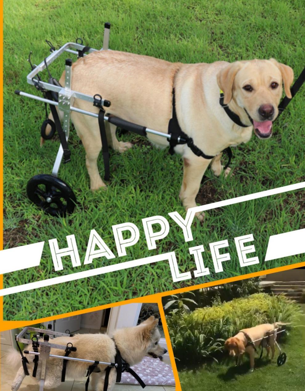 狗狗后腿残疾助力车瘫痪轮椅车金毛代步车中大型老年犬辅助支架不误