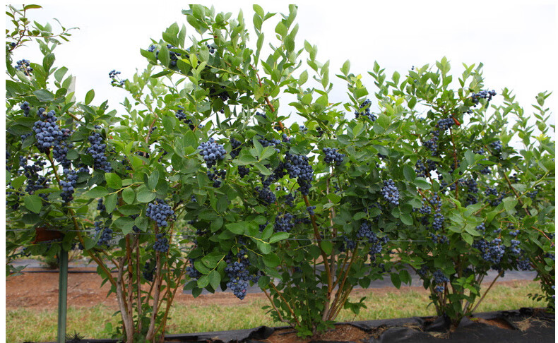 矮丛蓝莓苗盆栽庭院果树苗南北方种植四季树莓特大蓝莓树苗水果苗