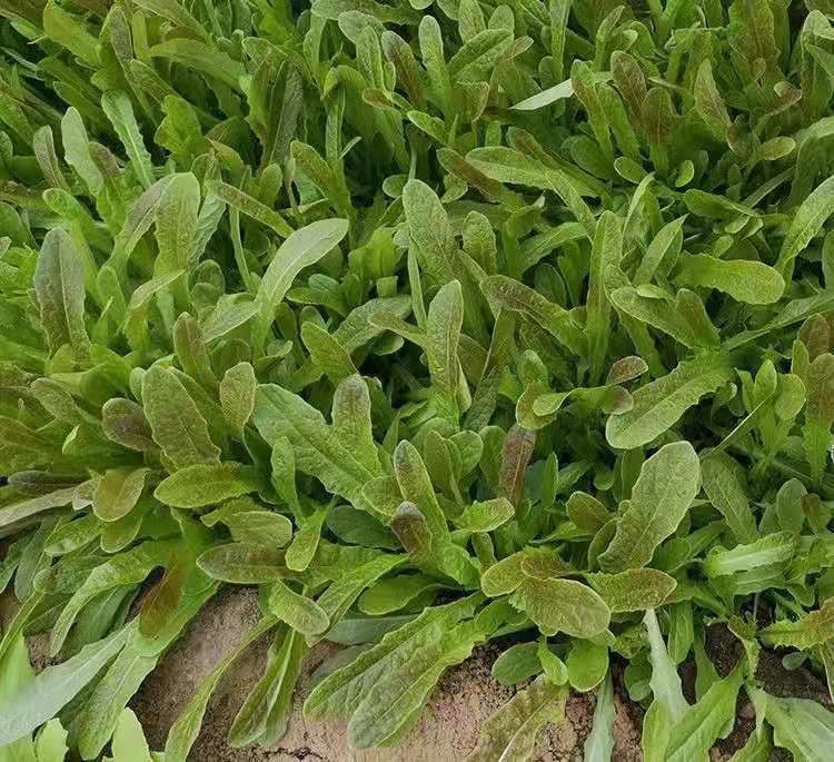 紫红开叉油麦菜种子红尖叶甜麦菜四季播耐热无斑速生叶子菜红麦菜