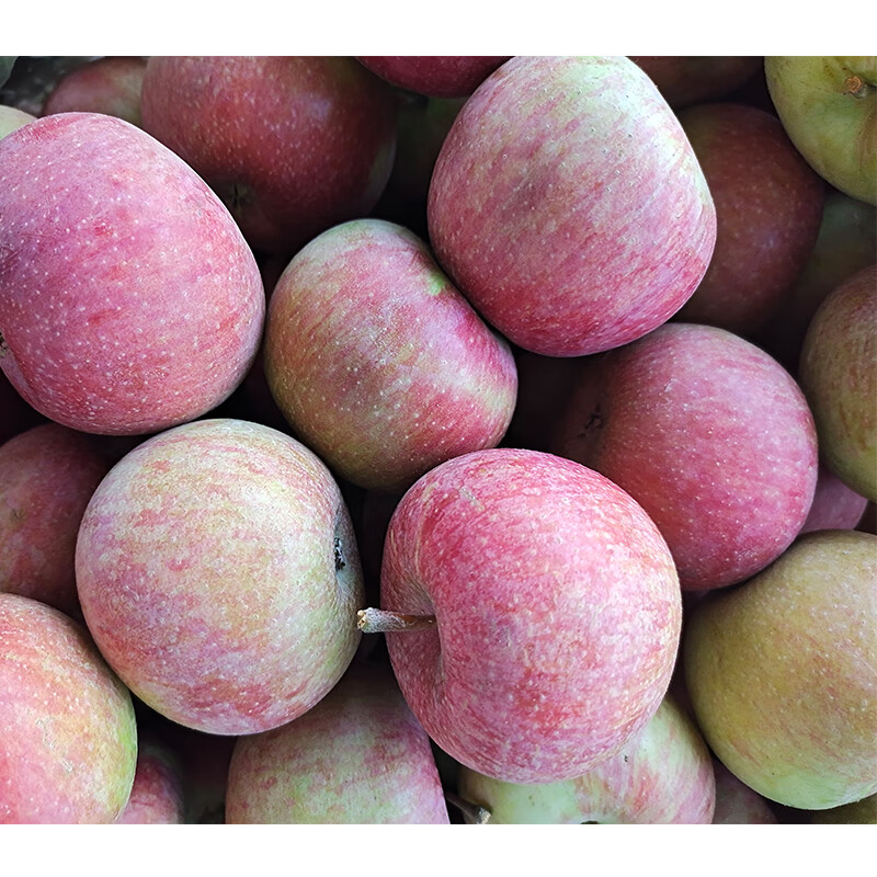 【jd物流】国光苹果正宗新鲜应季鲜果农家自产酸甜老树国光孕妇水果果