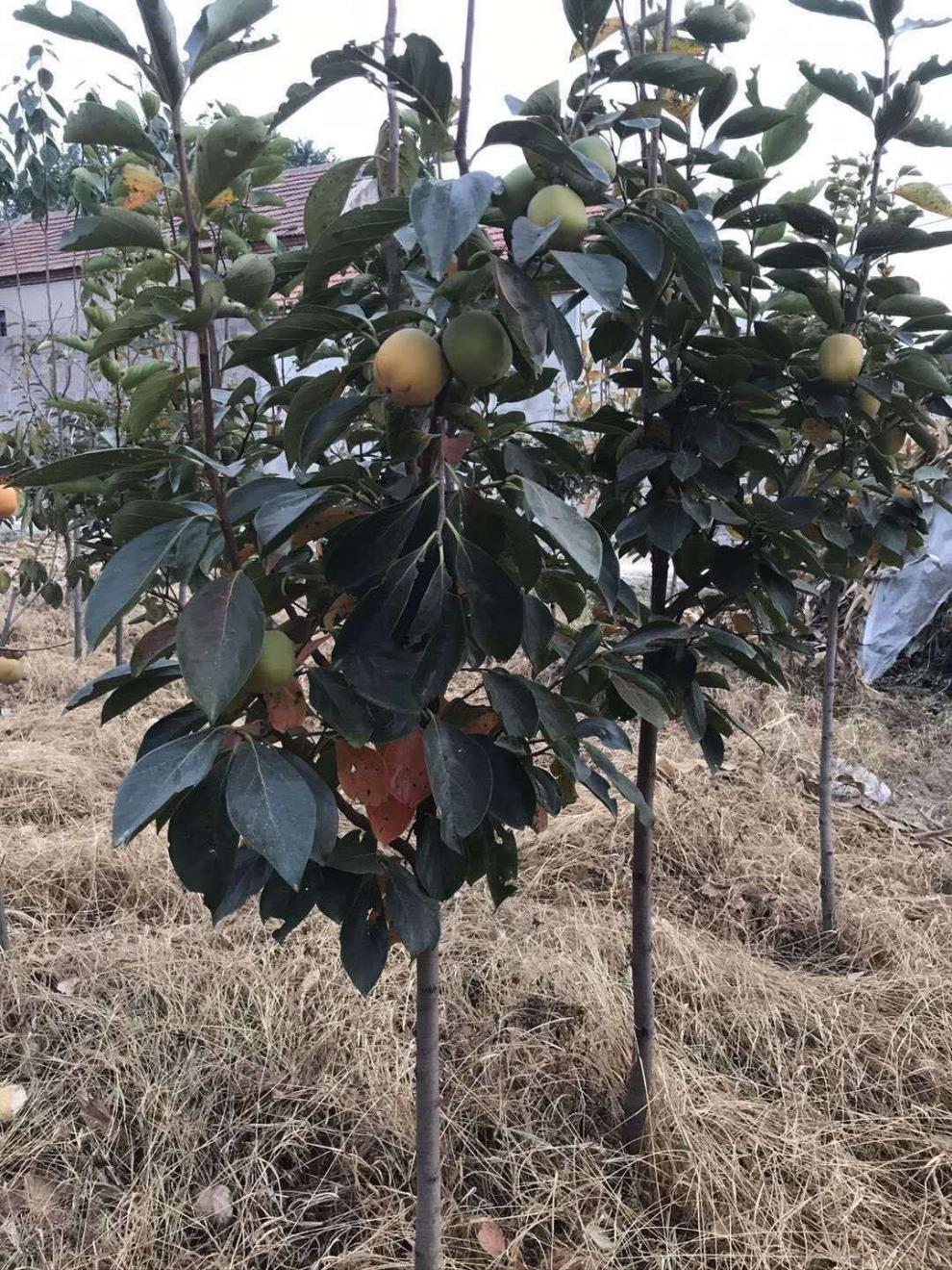 柿子树特大新品脆甜柿子苗南方北方盆栽地栽嫁接果树苗当年结果磨盘柿