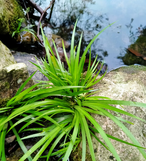 石菖蒲水草非多植物龙根盆景水培植物乌龟伴侣办公室盆栽香味水草绿植