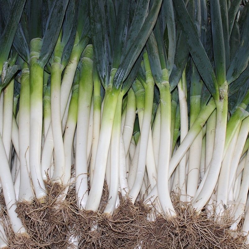 山东铁杆大葱批发新鲜煎饼卷大葱章丘农家蔬菜长葱小香葱多多买菜5斤