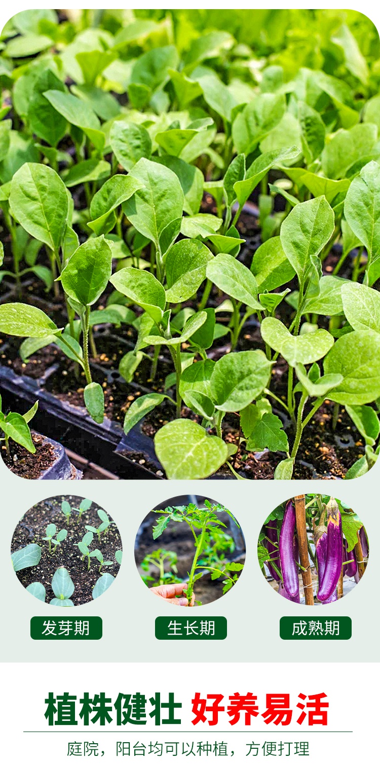 黎昕苹果苦瓜种子种籽大全苗盆栽苗子四季秧蔬菜特大白大顶孑水果秧苗