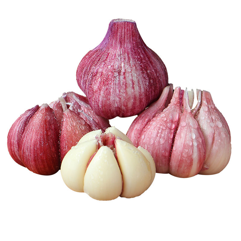 新鲜大蒜头蒜新蒜红皮现挖现发腌制做糖醋蒜鲜蒜5斤10斤 10斤装中果