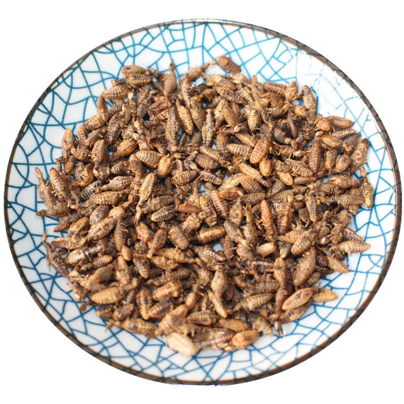 北京同仁堂原料金沙牛 中药材 新货金砂牛 蚂岭虫 蚁狮 干净无杂质 1g