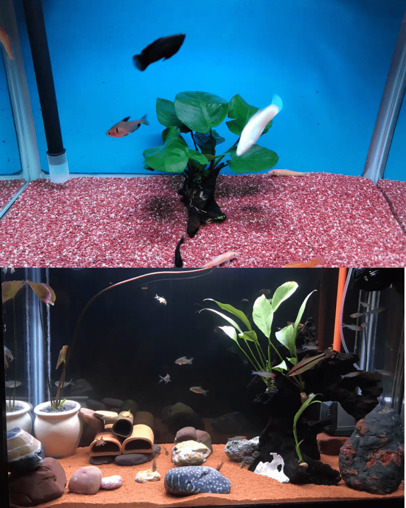 原生热带南美红雨林沙鱼缸造景装饰底砂鼠鱼雷龙三湖慈鲷鱼用沙子玫