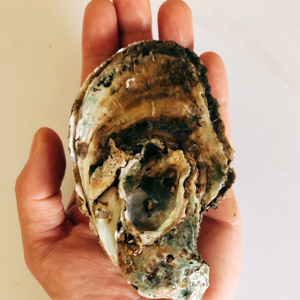 顺丰湛江生蚝鲜活官渡蚝原产地直发新鲜生蚝带壳特大海鲜水产贝类 10