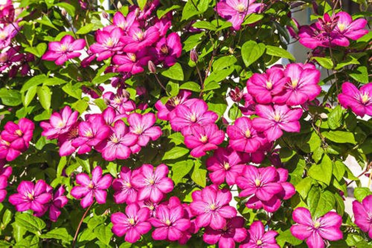 耐寒耐热铁线莲苗爬藤植物花苗带花大苗庭院花卉盆栽观花室内花令荒15