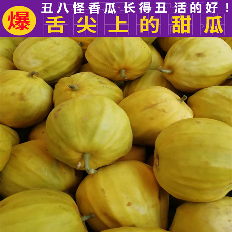 采缇 顺丰速发 湖北丑八怪香瓜新鲜甜瓜脆瓜八里香黄金蜜瓜八方瓜生鲜