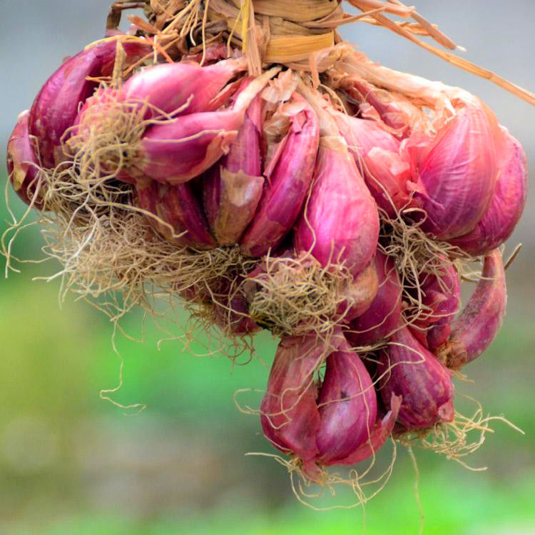 广东红葱头批发10斤干葱头红皮火葱小香葱食用熬油盆栽种植1斤装食用
