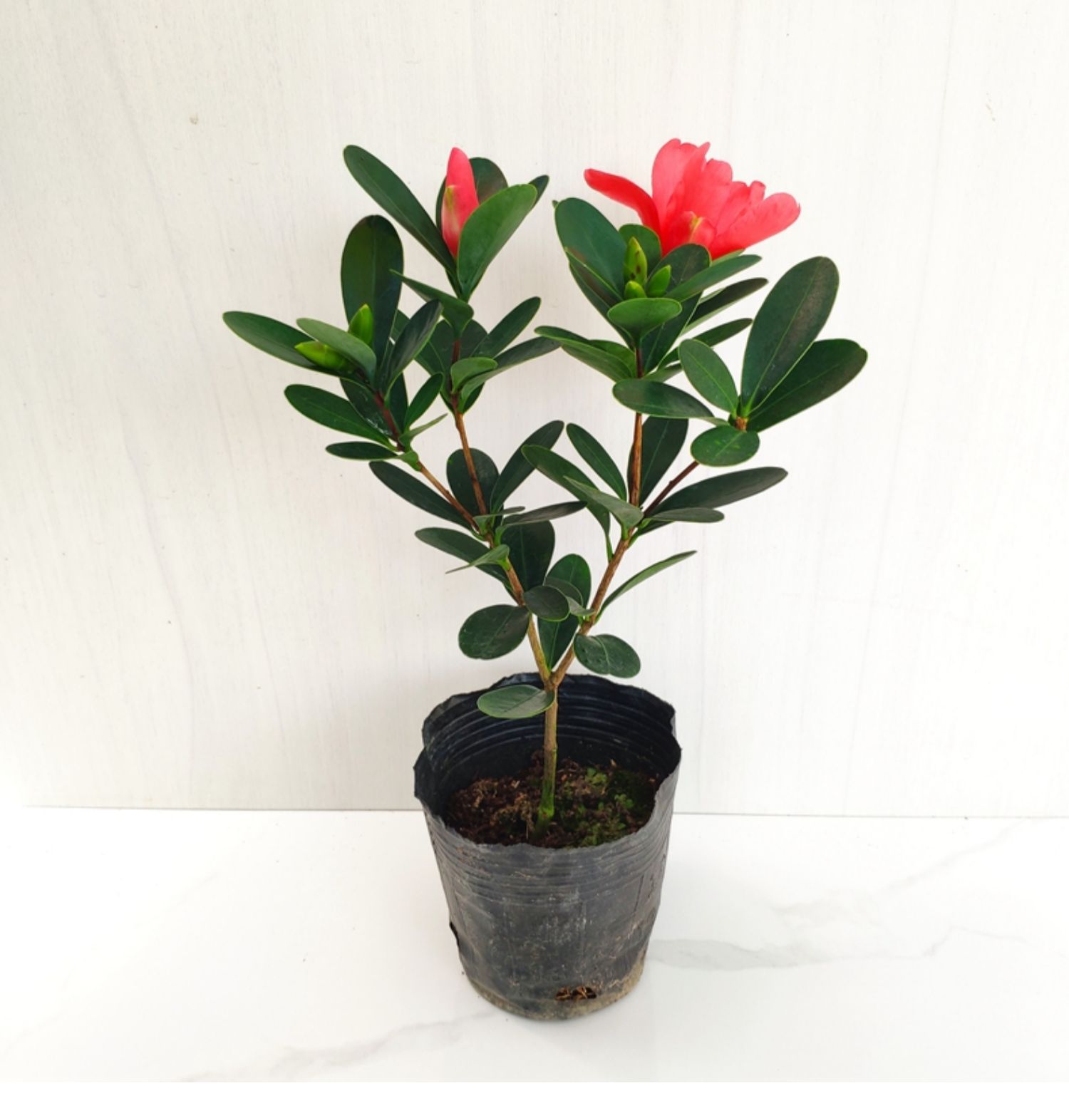 四季杜鹃红山茶花带花苞四季开花不断室内盆栽花卉种特惠精选 3年整盆