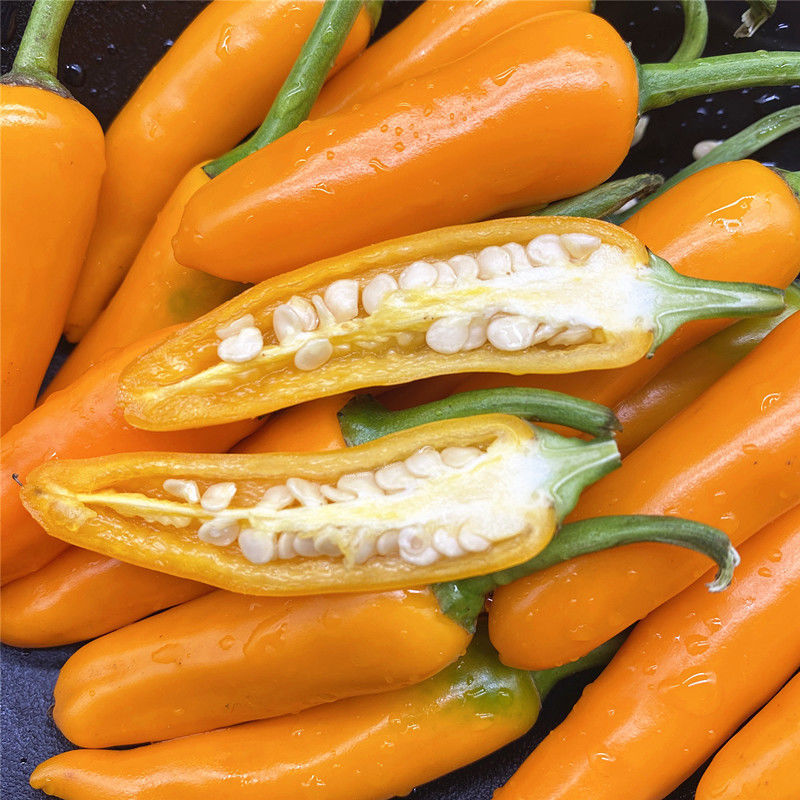 净樱福建特辣辣泡椒特产香辣黄辣椒新鲜农家自种尖椒剁椒 3斤新鲜黄椒