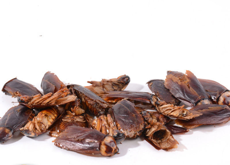 蟑螂干 中药材 偷油婆 蜚蠊飞蟅 滑虫 茶婆虫 香娘子 100g 100g【图片