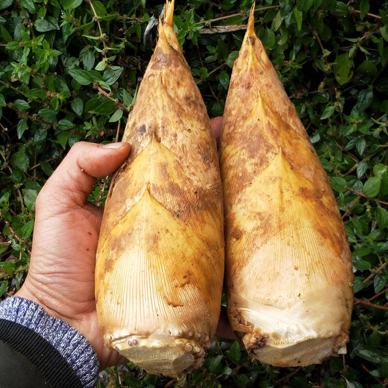 冬笋竹笋现挖去根毛竹笋黄泥拱楠竹大冬笋5斤3两以上